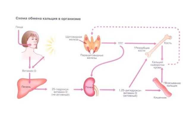 Схема человека с подписями зон, где работает кальций