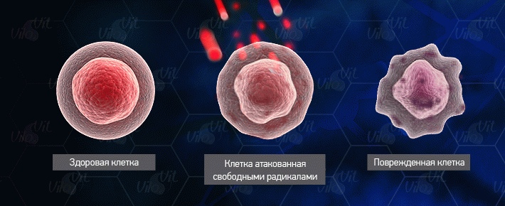 сравнение здоровая клетка vs атакованная свободными радикалами