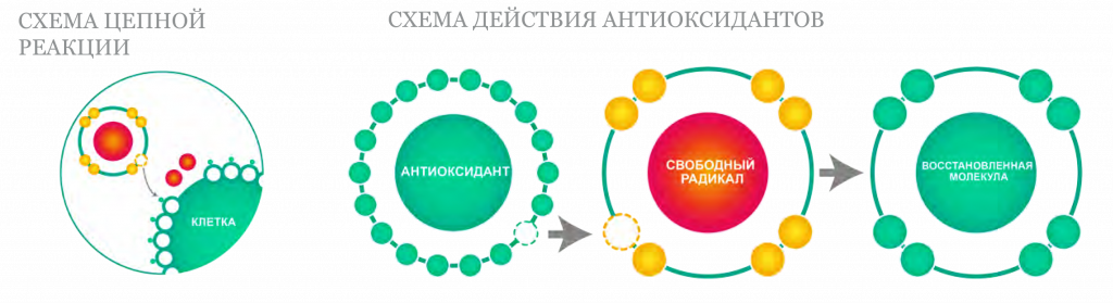 схема организма с указанием, где какие антиоксиданты работают