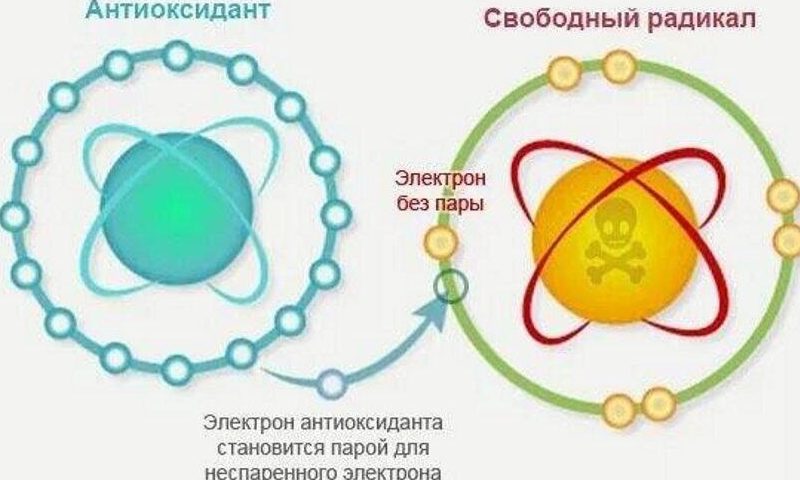 схема телохранители против агрессоров - антиоксиданты защищают клетку от свободных радикалов