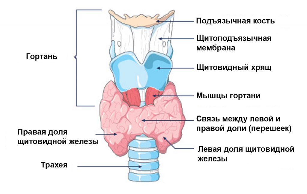 Щитовидная железа в виде бабочки на шее, простая анатомическая схема
