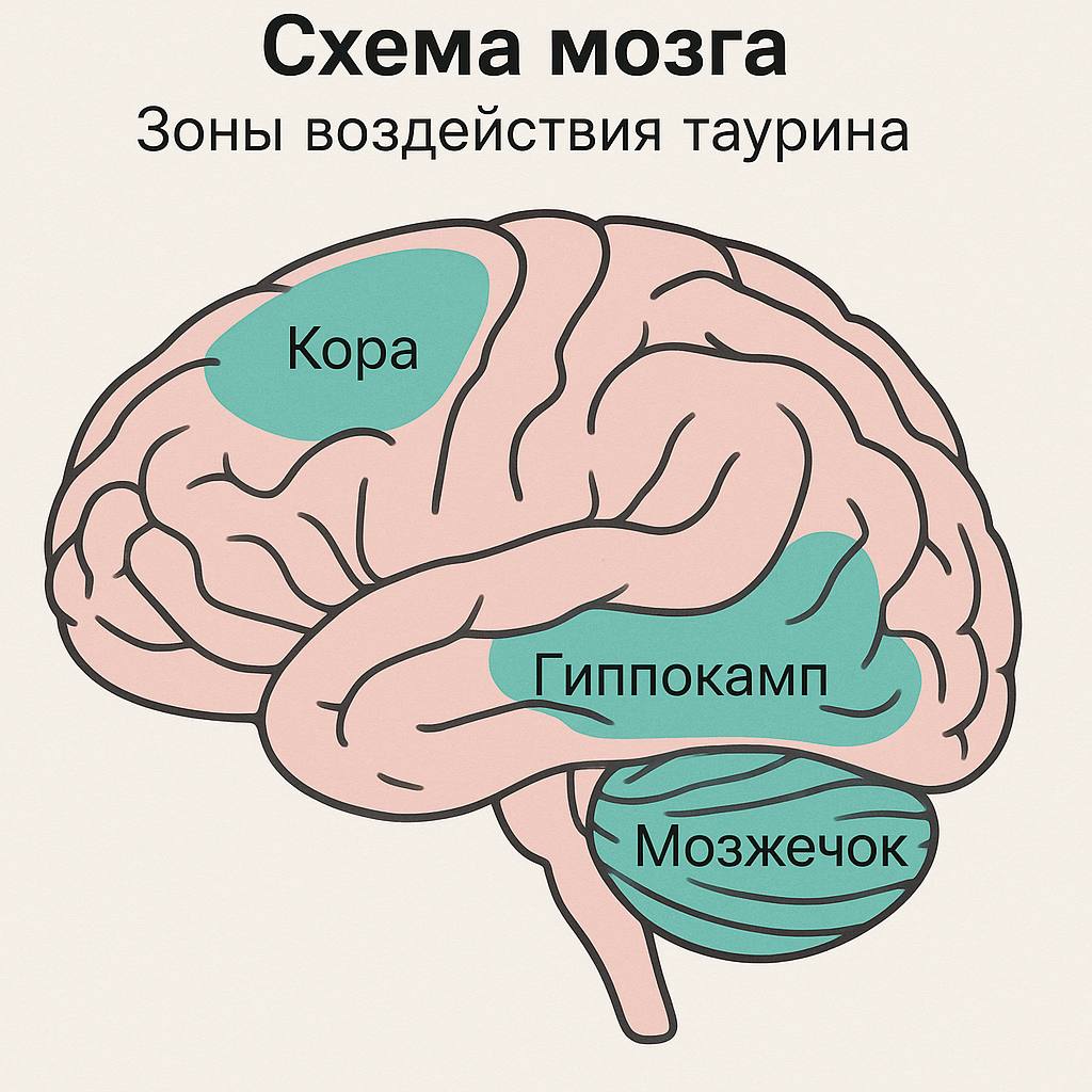 Схема мозга с выделенными зонами воздействия таурина