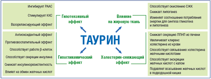Инфографика Таурин в действии - сердце, мозг, глаза с подписями