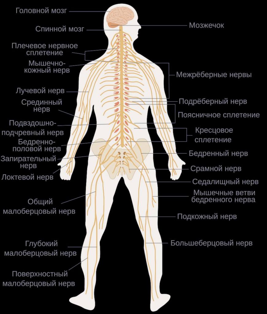 Схема нервной системы