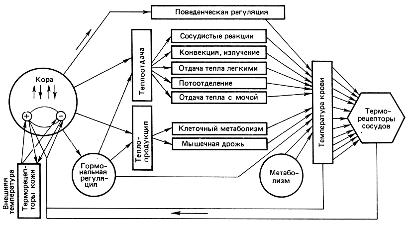 Схема четырех функций воды с яркими иконками - транспорт, терморегуляция, ферменты, защита
