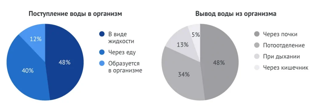 Схема циркуляции воды в организме с указанием путей поступления и выведения